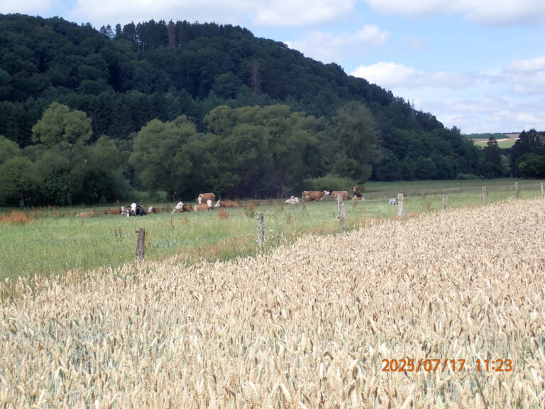P7171326