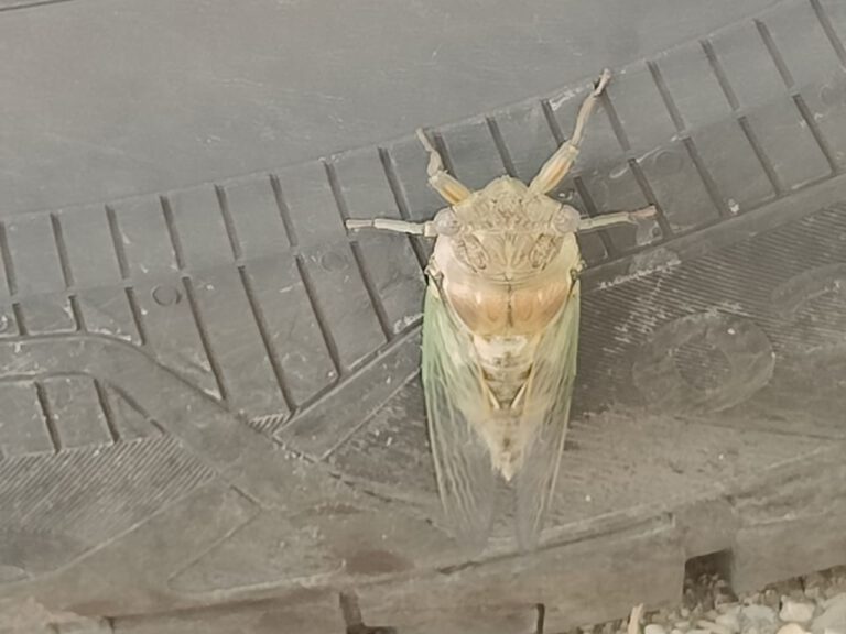 insect op band 26-6-25